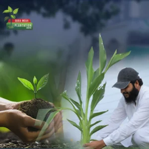 Quba Plantation Drive