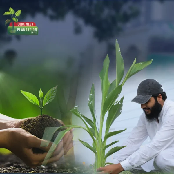 Quba Plantation Drive